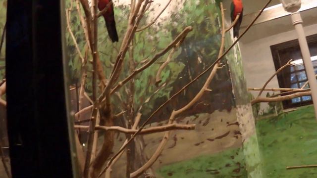 Вольеры с птицами, змеями, ящерицами и др. смотреть онлайн