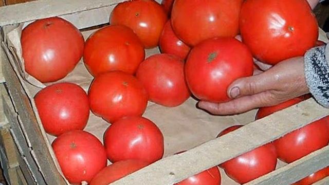 Хранение томатов в свежем виде