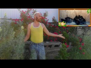 ЦЫПЛЯТА какой результат СОДЕРЖАНИЕ и КОРМЛЕНИЕ ухейилюй