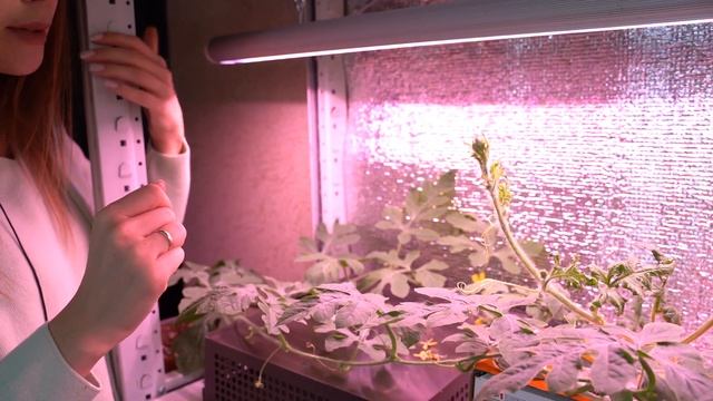 ТЕХНОЛОГИЯ ВЫРАЩИВАНИЯ АРБУЗА В ТРУБЕ ЗИМОЙ смотреть онлайн