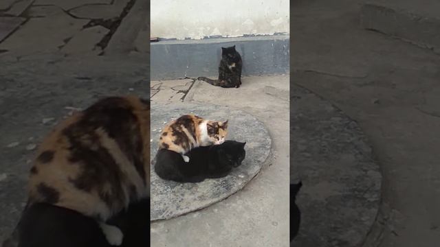 мастер класс, массаж для кошек смотреть онлайн