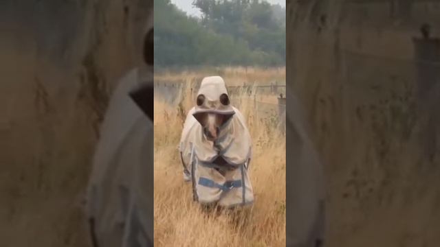 He exists,a horse in a coat 🐎