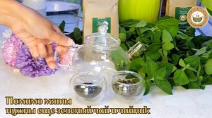 Мята марокканская