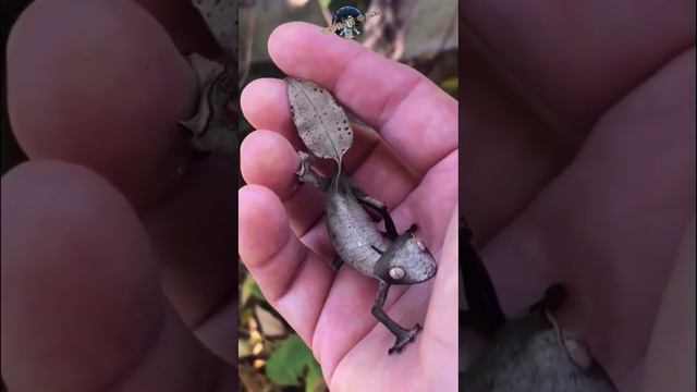 Листохвостый или плоскохвостый геккон - Uroplatus fimbriatus #интересно #animals