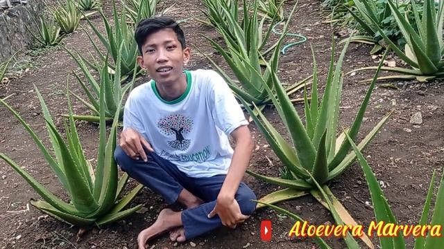 Lidah buaya jumbo??? Chinensis vs Barbadensis #aloevera #marvera #chinensis #barbadensis смотреть онлайн