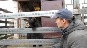 Отсадил козлов. Содержание козла в хозяйстве.