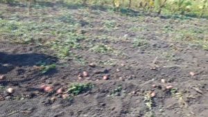 КОПКА КАРТОШКИ МОТОБЛОКОМ С ГРУНТОЗАЦЕПАМИ И ПРИЦИПНОЙ КАРТОФЕЛЕКОПАЛКОЙ.