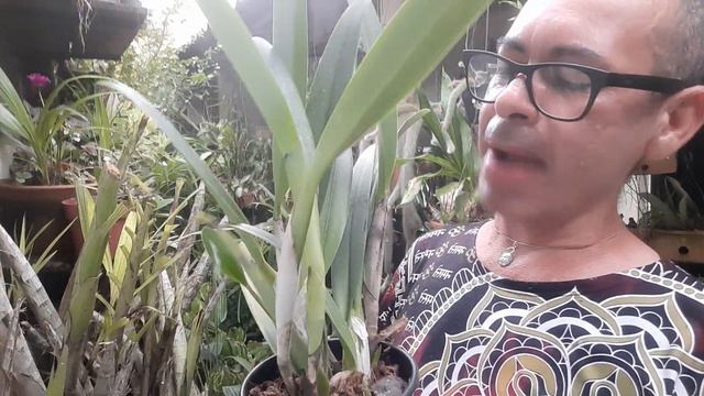 ORQUÍDEA CATLEYA PERCIVALIANA SONHO REALIZADO DICAS смотреть онлайн