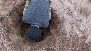 Охота на барсука.Охота с собакой. Норная охота с ягдтерьером. Hunting with German Jagdterrier