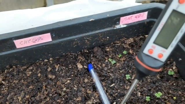 Рассада ранней капусты в теплице ( три этапа). Ранние огурцы... В земле или ящике? смотреть онлайн