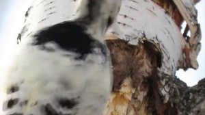 Дятел Замедленная съемка Woodpecker slow mo