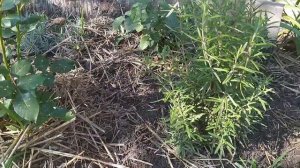 РОЗМАРИН?ВЫРАЩИВАНИЕ на даче и дома.Размножение розмарина черенками.