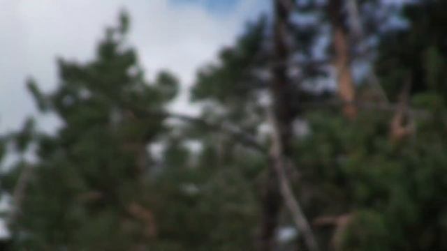 ГОЛУБИ НА УКРАИНЕ В лесу где ЁЛКИ!!! 03.07.2122 г. смотреть онлайн