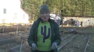 Как правильно посадить взрослый куст голубики