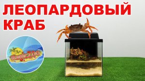 Королевский краб, или как оформить аквариум для леопардового краба