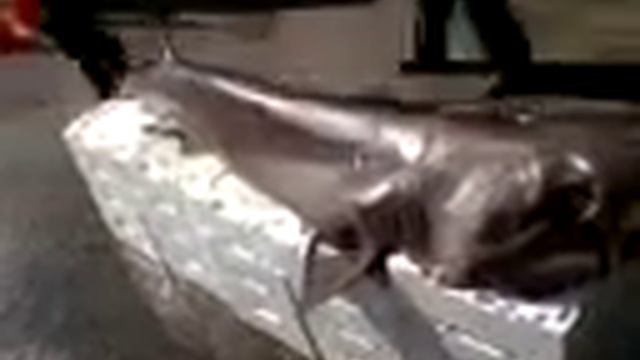 Горящие туры в Турцию.Добыча туристов.Акула смотреть онлайн