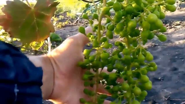 Виноград - Урожай 2014 начало смотреть онлайн