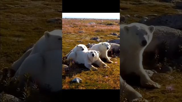 ЛюбимыеЖивотные