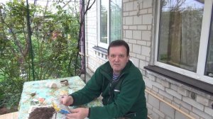 Отрава от медведки " Rembek ".