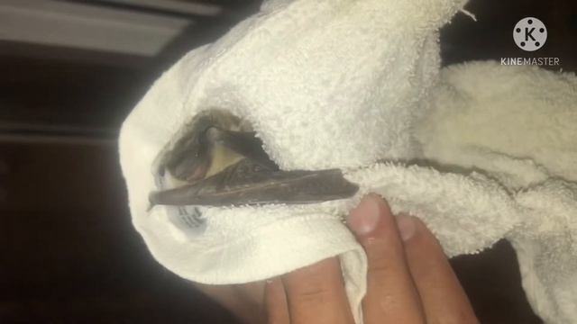 ❗️ ЧУПОКАБРА В ДОМЕ❗️ЛЕТУЧАЯ МЫШЬ В РУКАХ ЧЕЛОВЕКА❗️ЛЕТУЧАЯ ШИПИТ И СТУЧИТ ЗУБАМИ❗️ смотреть онлайн