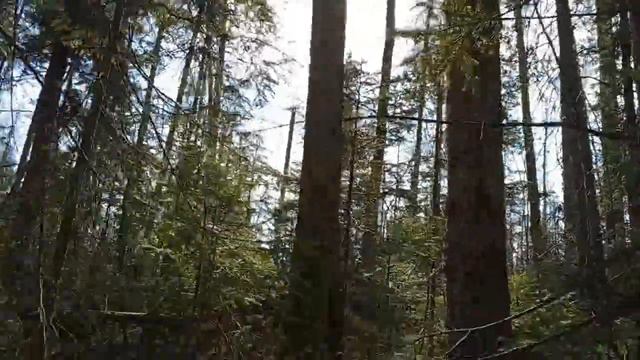 Весенняя прогулка с западносибирскими лайками смотреть онлайн