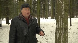 Уссурийский полиграф (Polygraphus proximus ).mp4