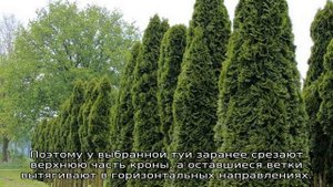 Туя Фастигиата: описание, посадка и уход