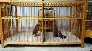 Певчие Китайские птицы