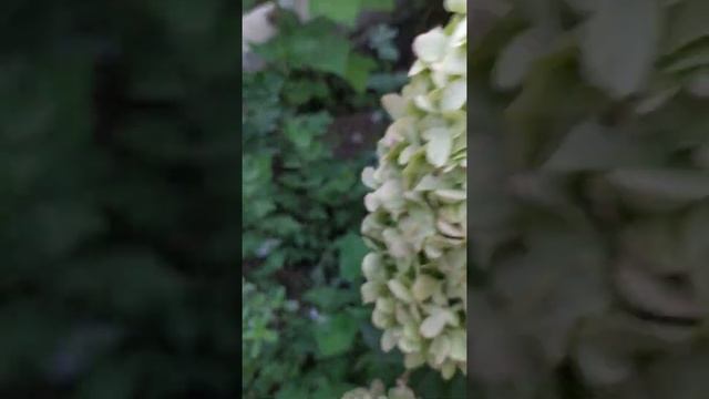 Гортензии в самом соку!сравниваю скайфол и грандифлора.+ и - смотреть онлайн