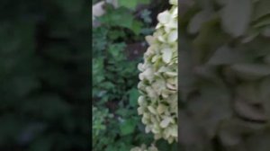 Гортензии в самом соку!сравниваю скайфол и грандифлора.+ и -