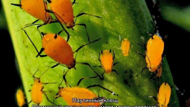 У бегонии сохнут листья — что делать смотреть онлайн