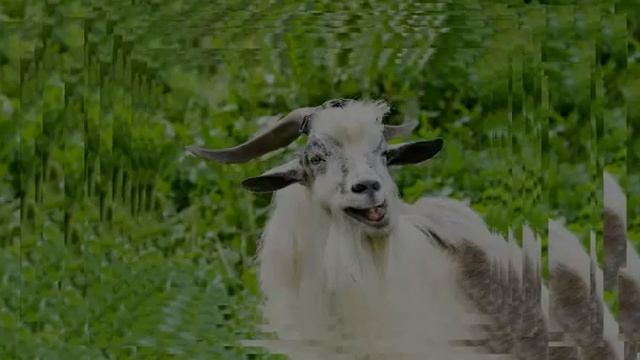 ФУТАЖ - РОГАТЫЙ КОЗЕЛ смотреть онлайн