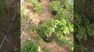 Пересадка перца из теплицы в горшки