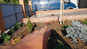 Лиственница японская на штамбе!