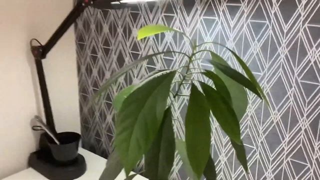 Прищипывание АВОКАДО!