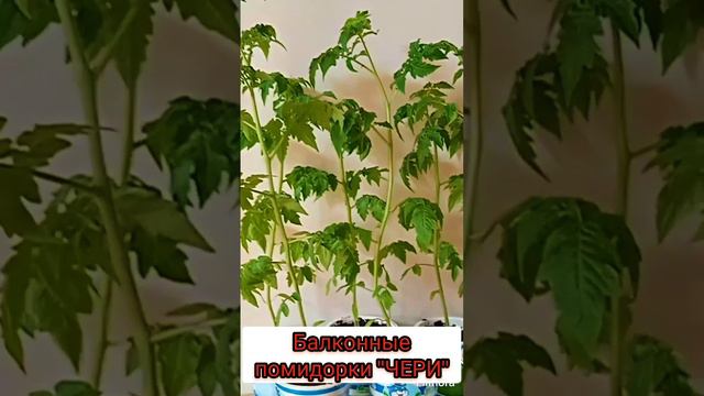 распродажа.балконные помидорки-чери"пинокио"