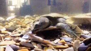 Черепаха кожистая Трионикс. Аквариумная компания "Морской Мир"