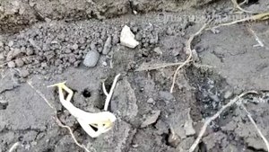 МУРАВЬИ БЕГУТ ОТ ЭТОГО КАК ОТ ОГНЯ! УЙДУТ СРАЗУ НАВСЕГДА! БЫСТРЫЙ СПОСОБ КАК ИЗБАВИТЬСЯ ОТ МУРАВЬЕВ