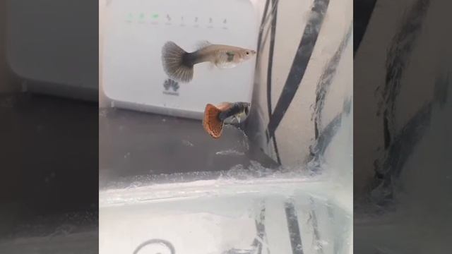 Купил новую породу гуппи для разводни / разведение гуппи / смотреть онлайн