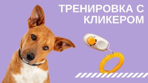 Тренировка с кликером.