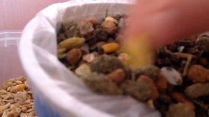 Как сделать мишанину для джунгариков