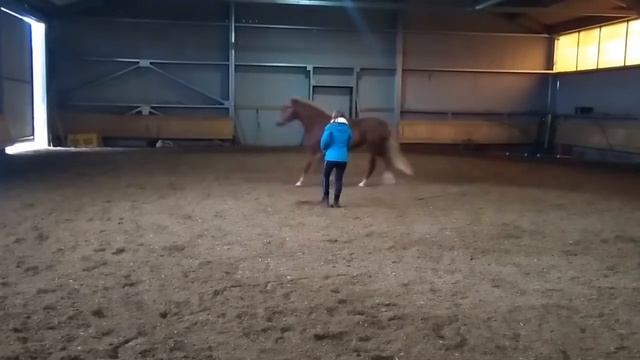 Как научить лошадь вставать на свечку. Учим свечить по команде. смотреть онлайн