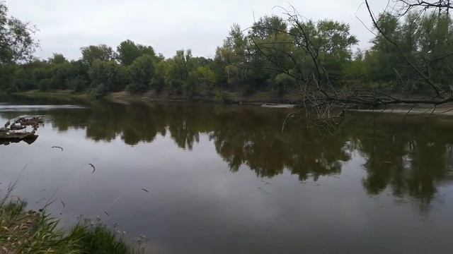 28 августа 2021 г. Рыбалка в августе . р.Омь . Ёрш на червя . Разловили снасть ,,булавка ,, . смотреть онлайн