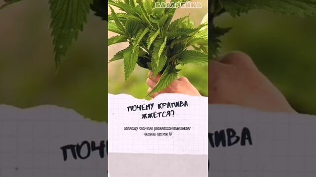 Почему крапива жжётся?