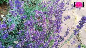 ЛАВАНДА В ПОДМОСКОВЬЕ