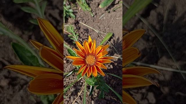 Африканская ромашка Газания (Gazania).