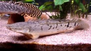 Polypterus Delhezi Spawning / Mating