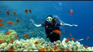 Diving!!! Самый красивый риф). Бухта Рас Насрани, Шарм Эль Шейх (Египет)