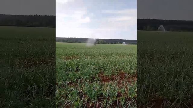 Полив чесночных полей С пол четверного утра!💪🏻 После обеда на подмогу  «пришел» дождь АгроИнвестРФ