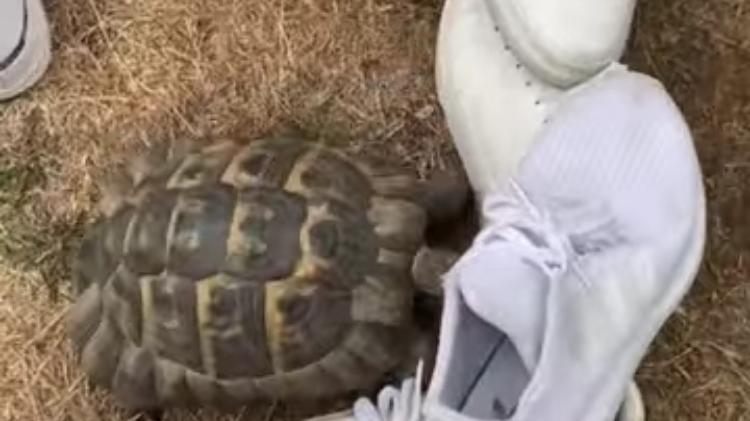 черепаха расист смотреть онлайн